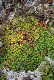Diapensia obovata. Куртина вегетирующих растений в окружении лишайников и листьев Dryas ajanensis. Хабаровский край, Охотский р-н, гора Ветреная, 1400 м н.у.м., кустарничково-лишайниковая тундра среди курумника. 29.07.2026.