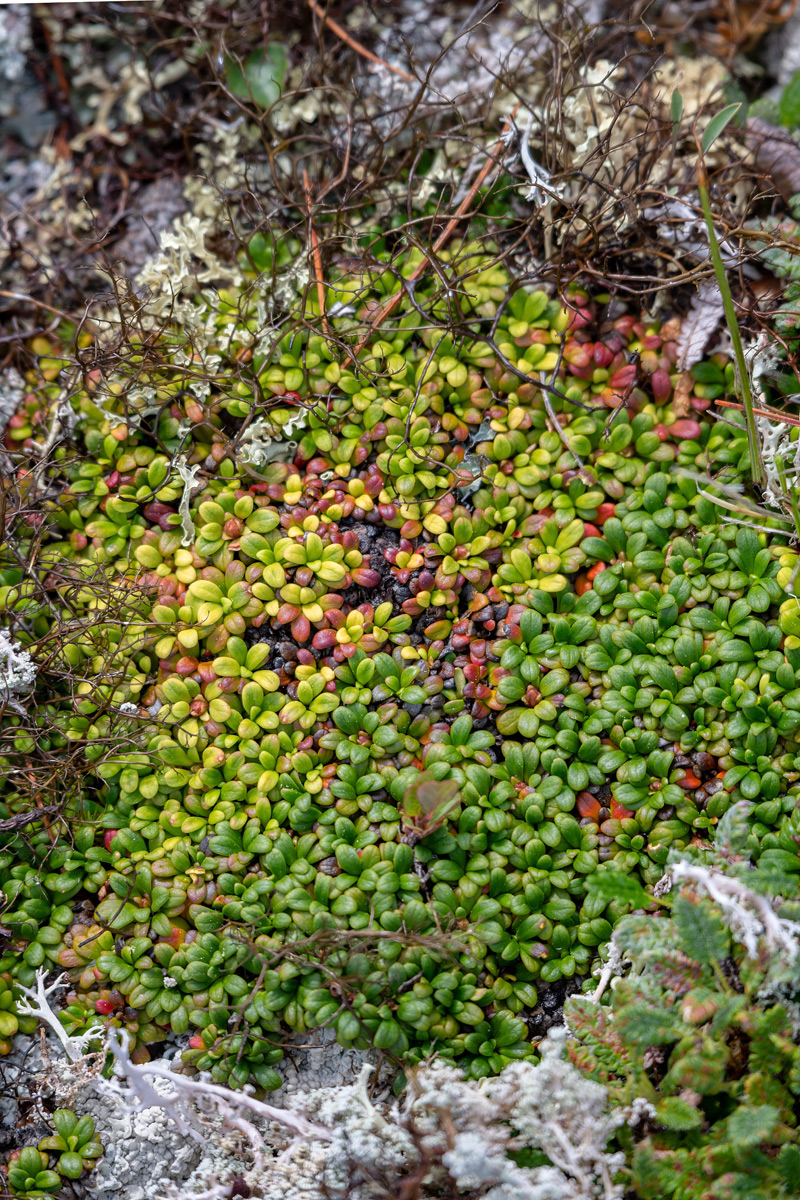 Image of Diapensia obovata specimen.