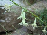 Silene sussamyrica