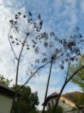 Anethum graveolens