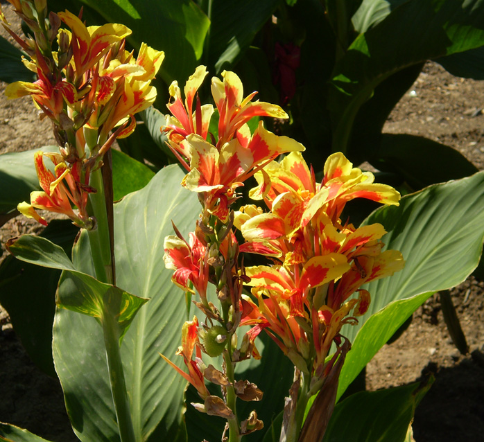 Изображение особи Canna × generalis.