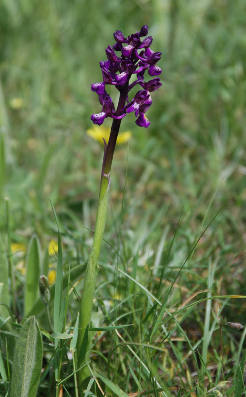 Изображение особи Anacamptis morio ssp. caucasica.