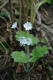 Primula kaufmanniana