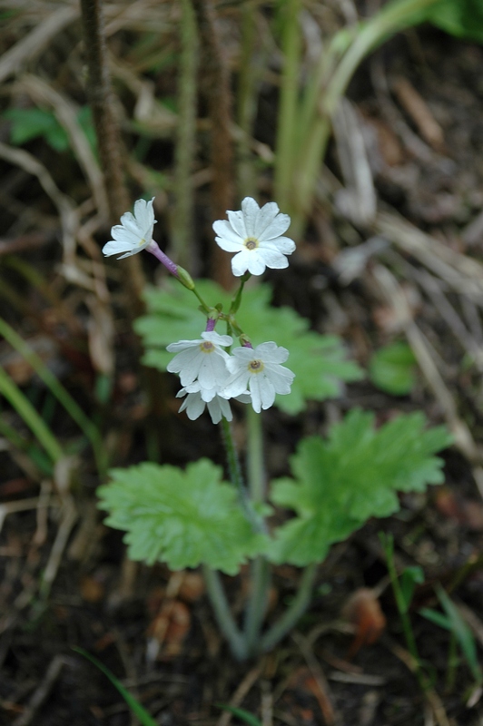 Изображение особи Primula kaufmanniana.