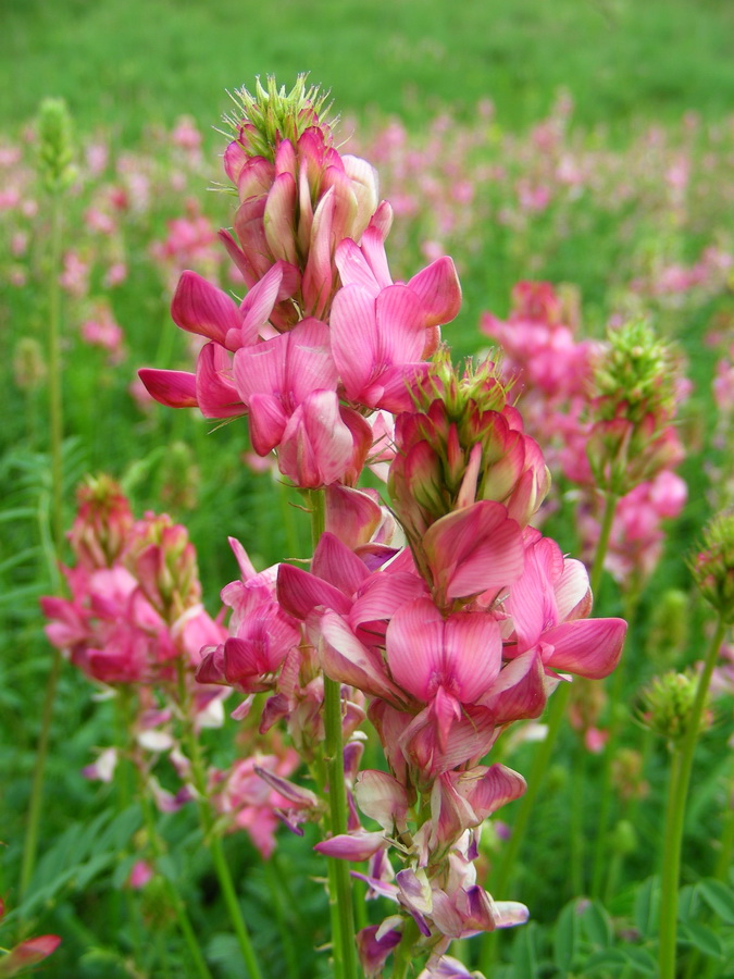 Изображение особи Onobrychis sibirica.