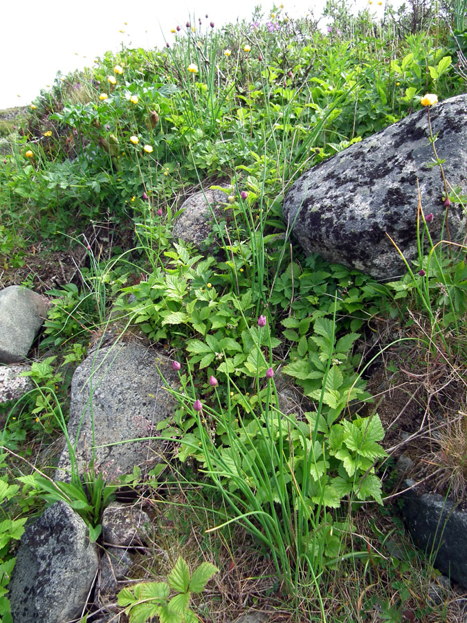 Изображение особи Rubus saxatilis.