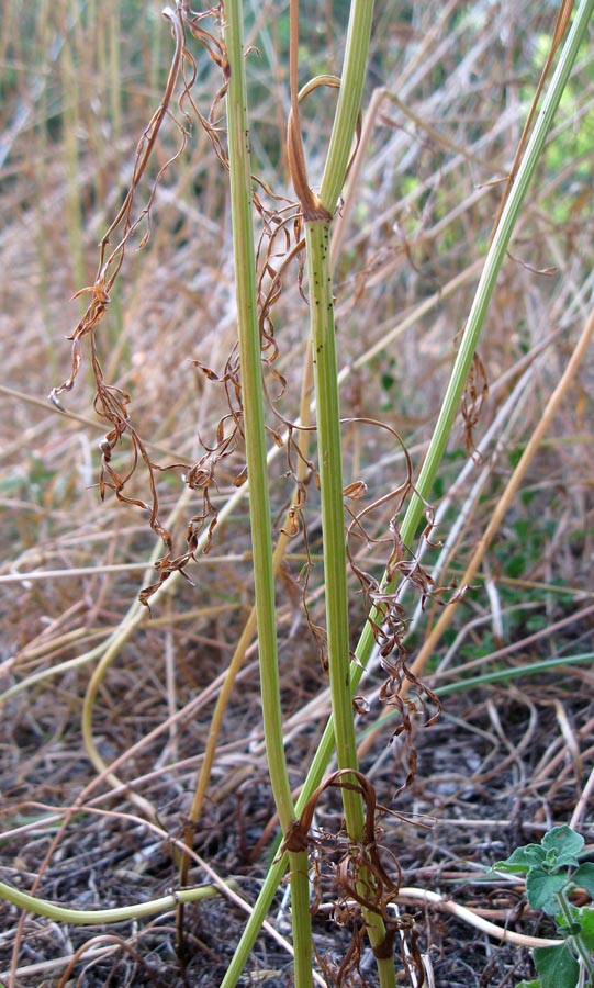 Image of Oenanthe pimpinelloides specimen.