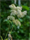 Filipendula ulmaria. Верхушка побега с соцветием. Чувашия, окр. г. Шумерля, старая узкоколейка. 19 июля 2011 г.