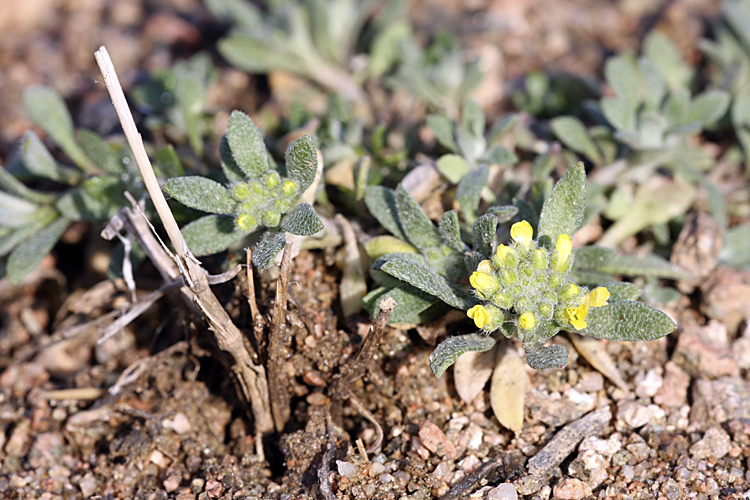 Изображение особи род Alyssum.