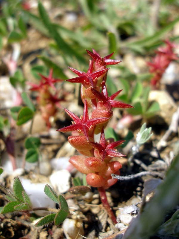 Image of Sedum cespitosum specimen.