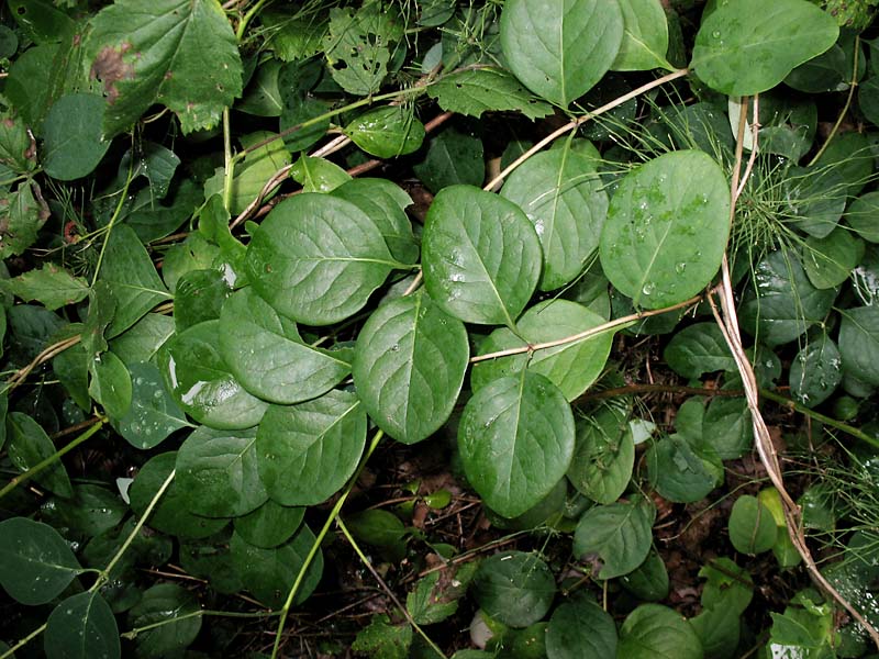 Image of Lonicera caprifolium specimen.