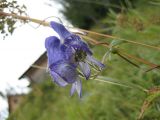 Aconitum volubile