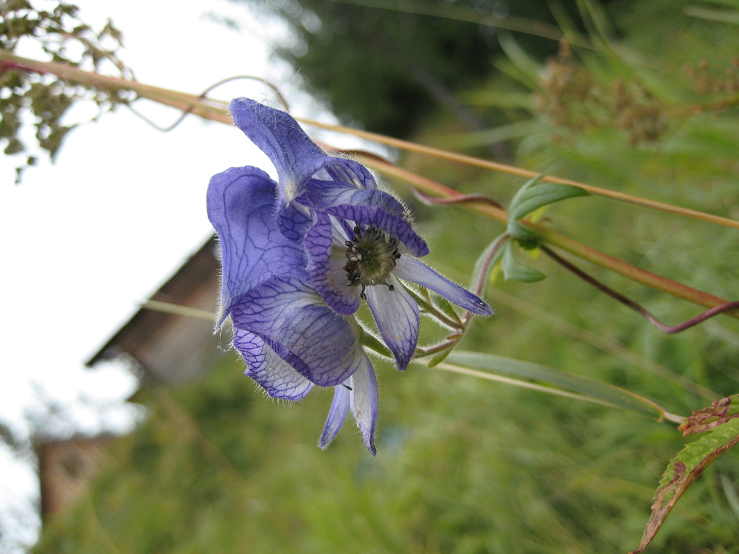 Изображение особи Aconitum volubile.