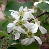 Amelanchier alnifolia