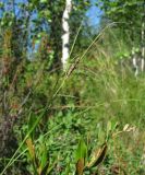 Carex nigra