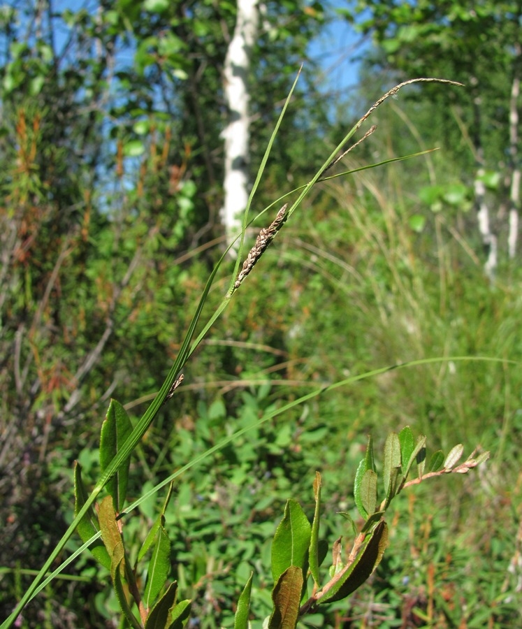 Изображение особи Carex nigra.