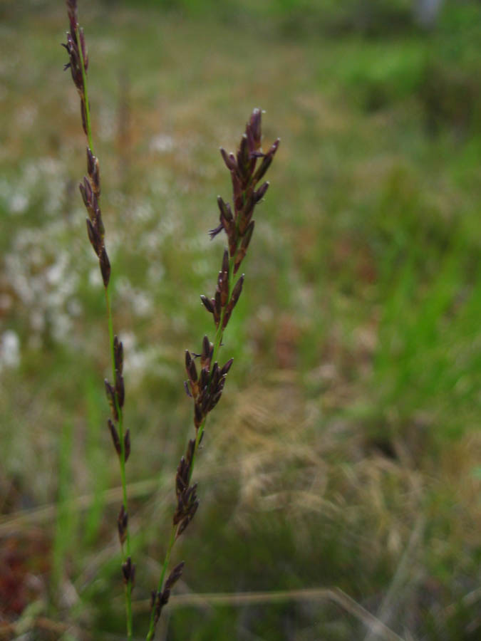 Image of Arctagrostis latifolia specimen.