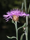 Centaurea jacea. Соцветие. Видны характерные для вида светло-коричневые придатки листочков обертки соцветия и короткое мягкое опушение стебля. Санкт-Петербург, г. Ломоносов. 05.08.2006.