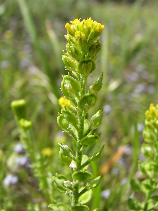 Image of Alyssum turkestanicum var. desertorum specimen.