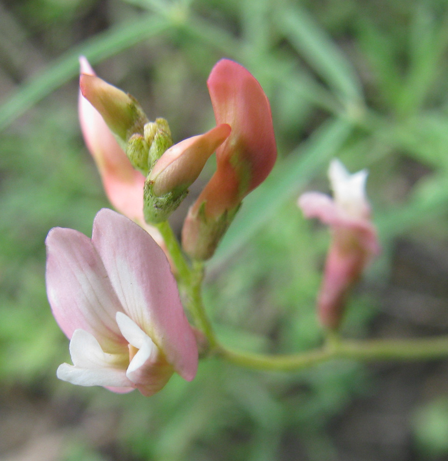 Изображение особи Astragalus miniatus.