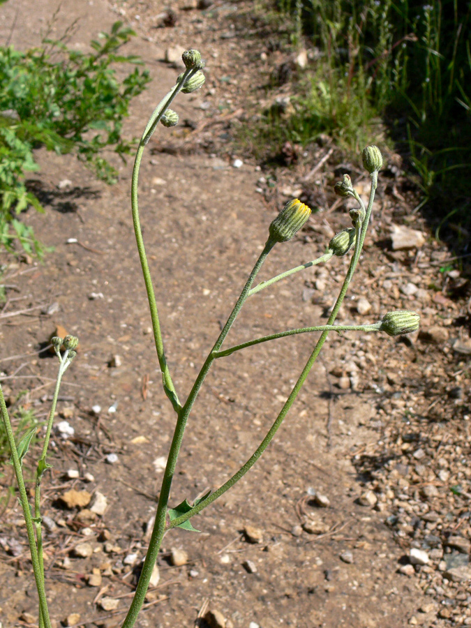 Изображение особи род Hieracium.