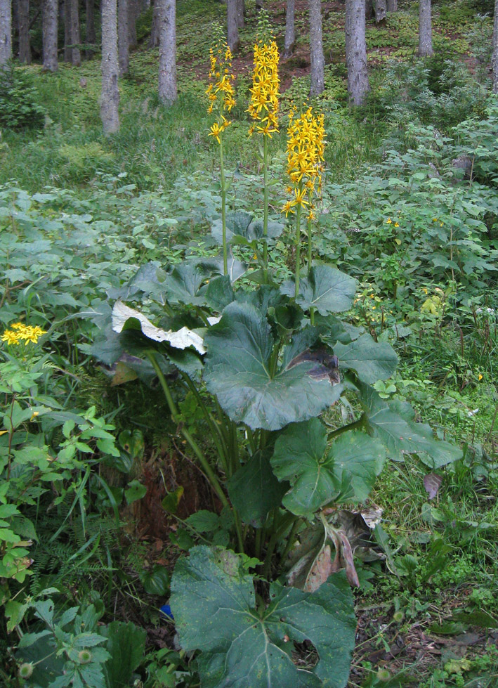 Image of Ligularia fischeri specimen.