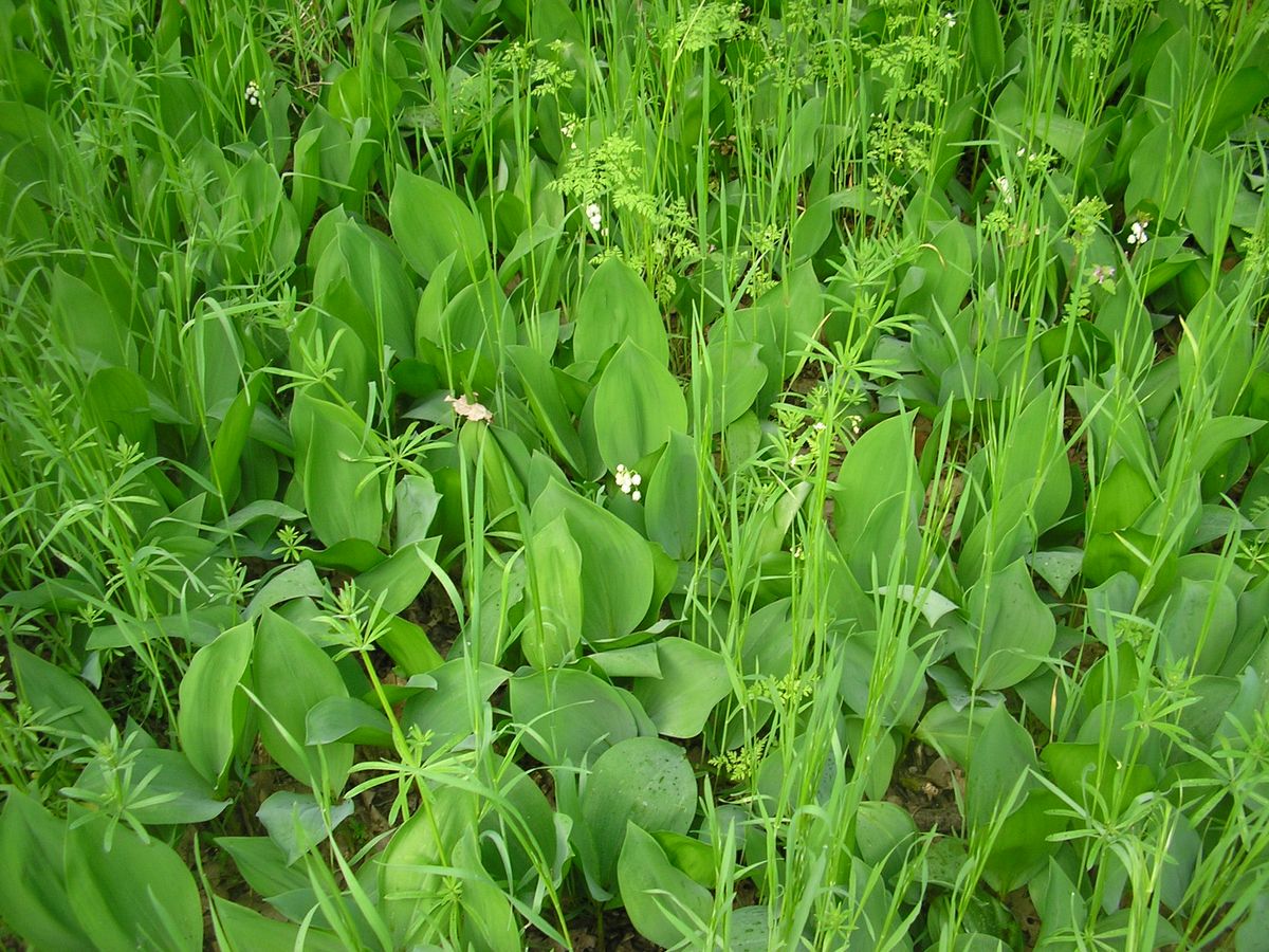 Изображение особи Convallaria majalis.