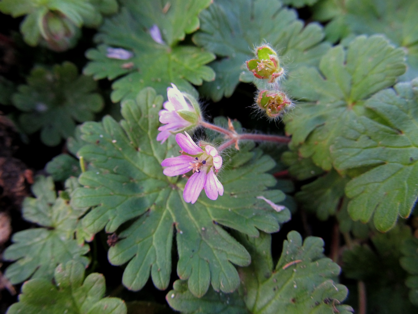 Изображение особи Geranium molle.