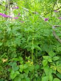 Polygonatum verticillatum