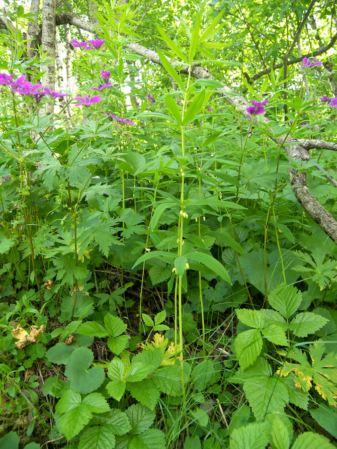 Изображение особи Polygonatum verticillatum.