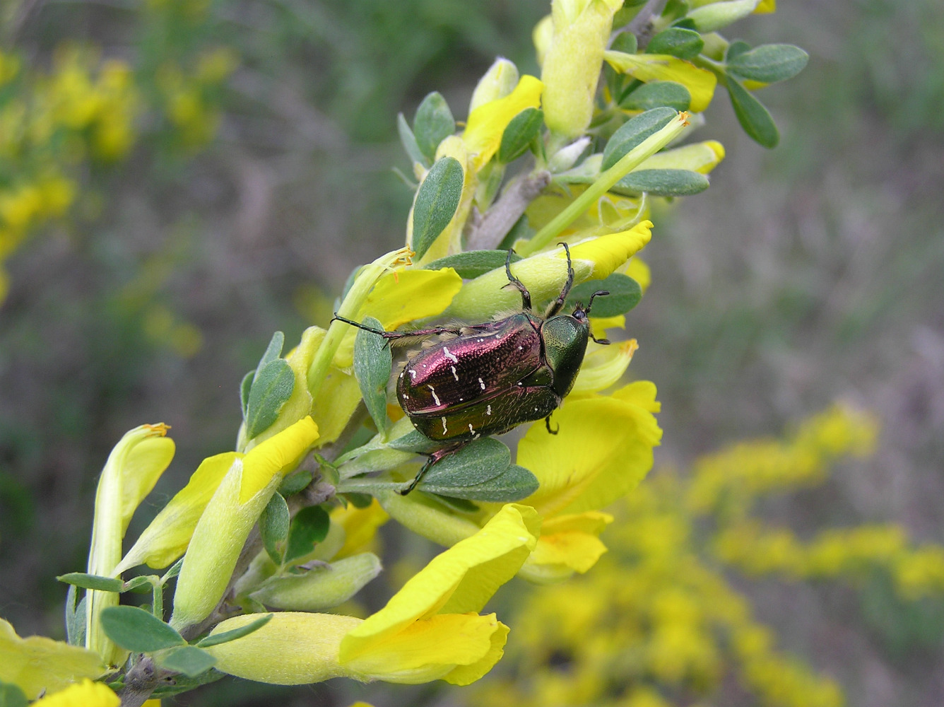 Изображение особи Chamaecytisus ruthenicus.