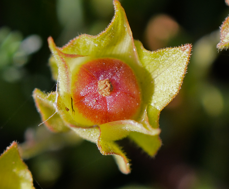 Image of Cistus salviifolius specimen.