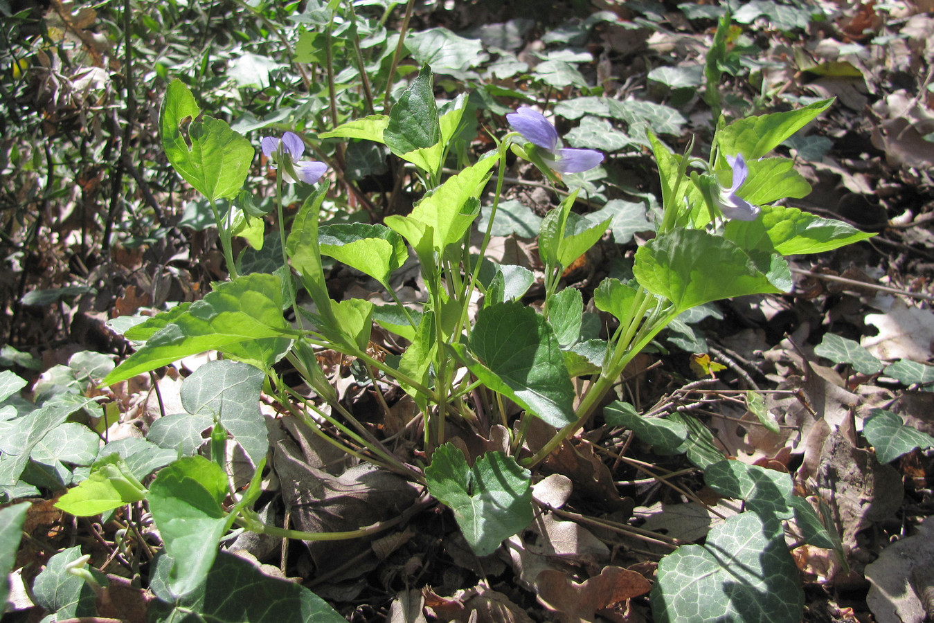 Image of Viola sieheana specimen.