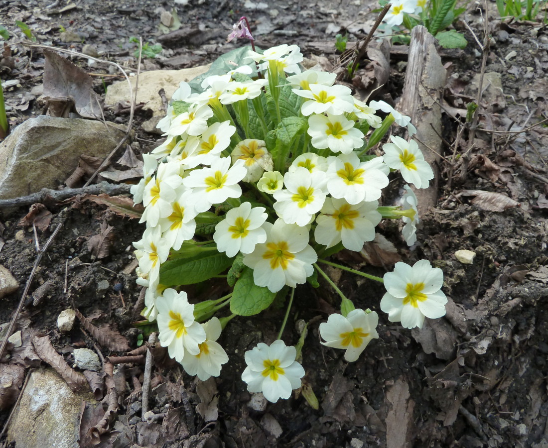 Image of Primula vulgaris specimen.