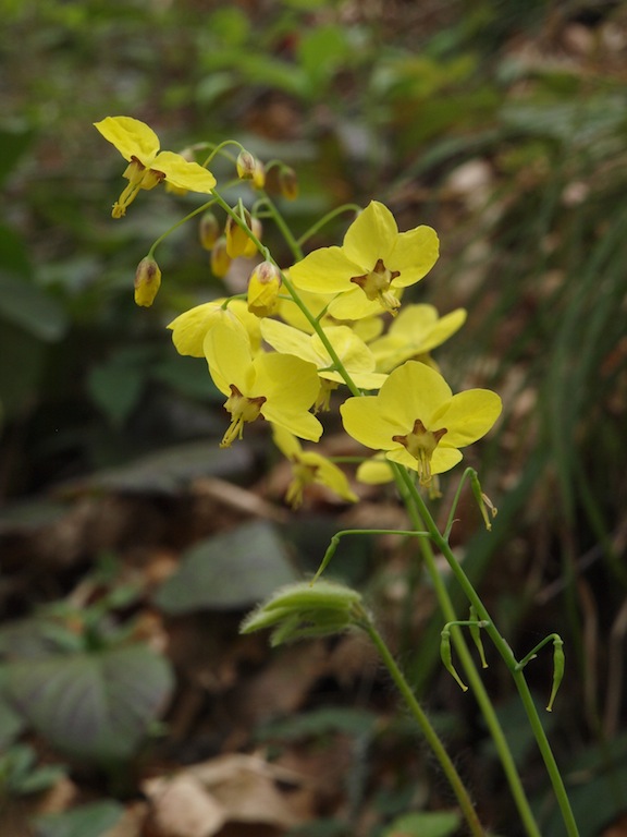 Image of Epimedium colchicum specimen.