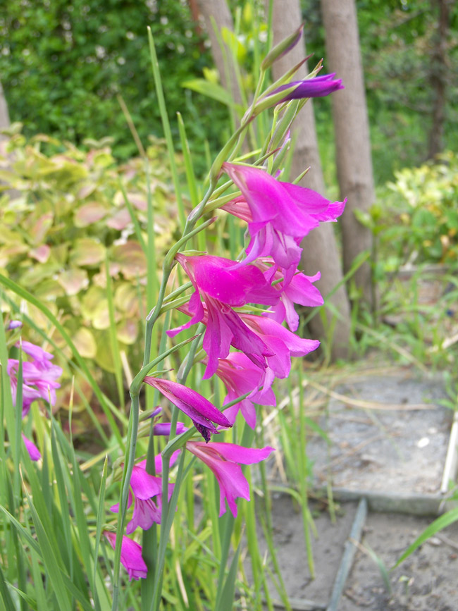 Изображение особи Gladiolus communis.