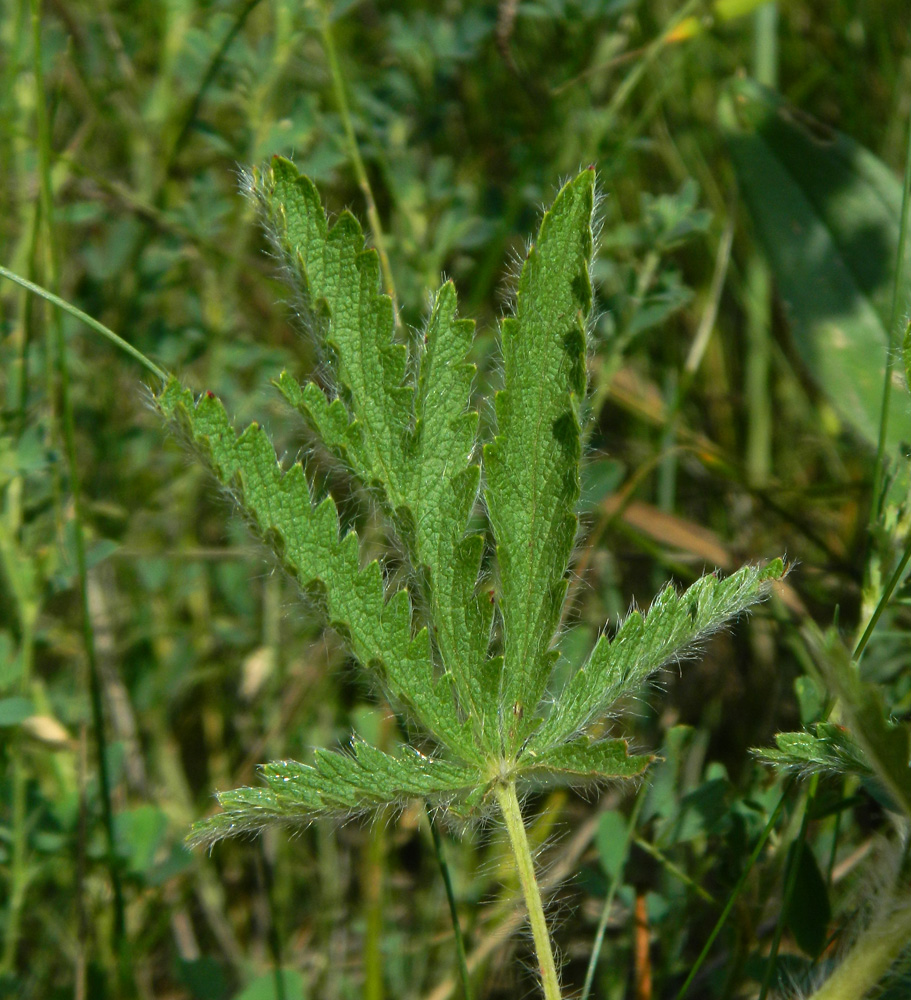 Изображение особи Potentilla pedata.