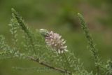 Myricaria germanica