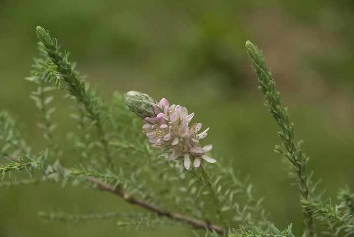 Изображение особи Myricaria germanica.