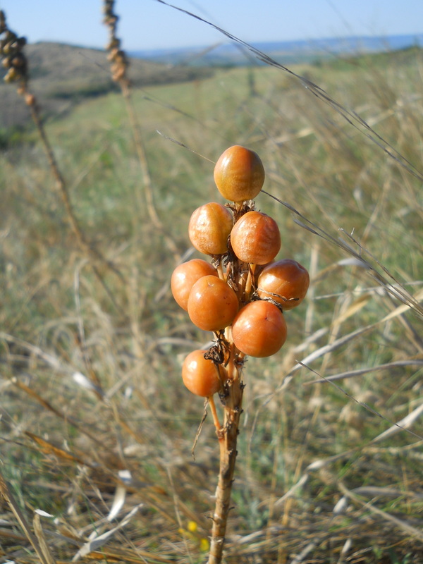 Изображение особи Asphodeline lutea.