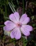 Geranium tuberosum. Цветок. Ростовская обл., Азовский р-н, окр. п. Новый, на сухом склоне берега пруда. 29.04.2012.