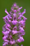 Betonica officinalis