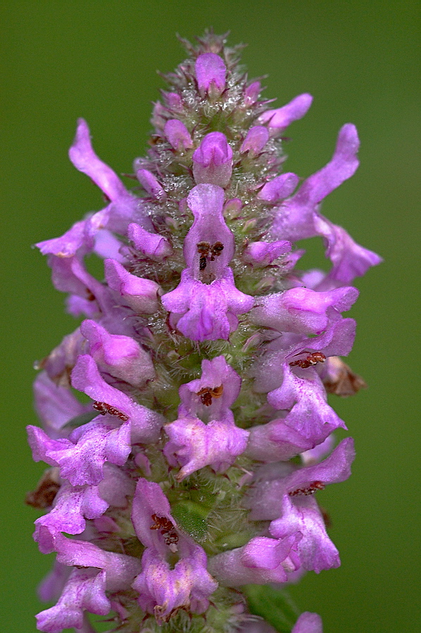Image of Betonica officinalis specimen.