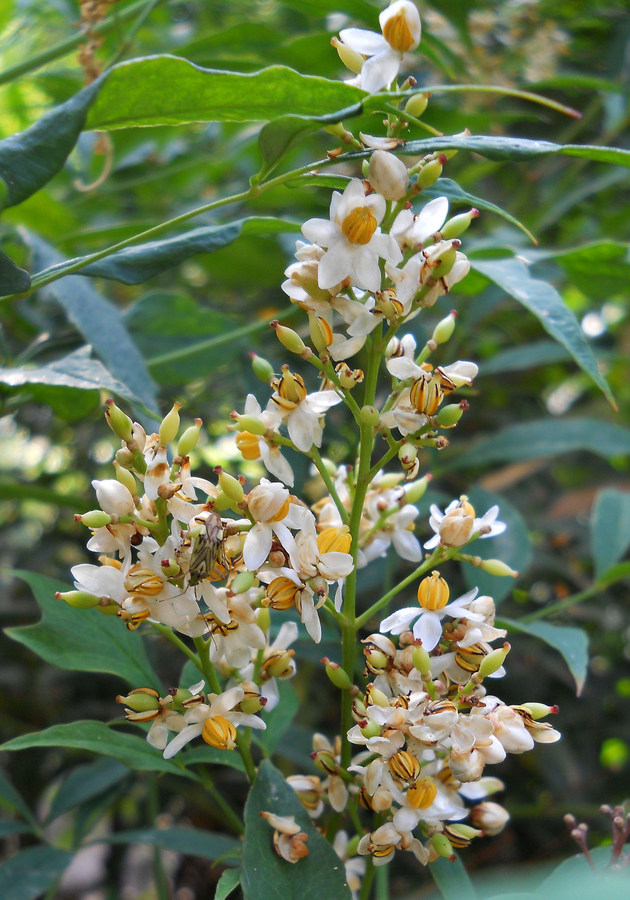 Image of Nandina domestica specimen.