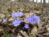 Hepatica nobilis