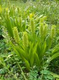 Eucomis autumnalis. Цветущие растения. Южный берег Крыма, Никитский ботанический сад. 31 июля 2012 г.