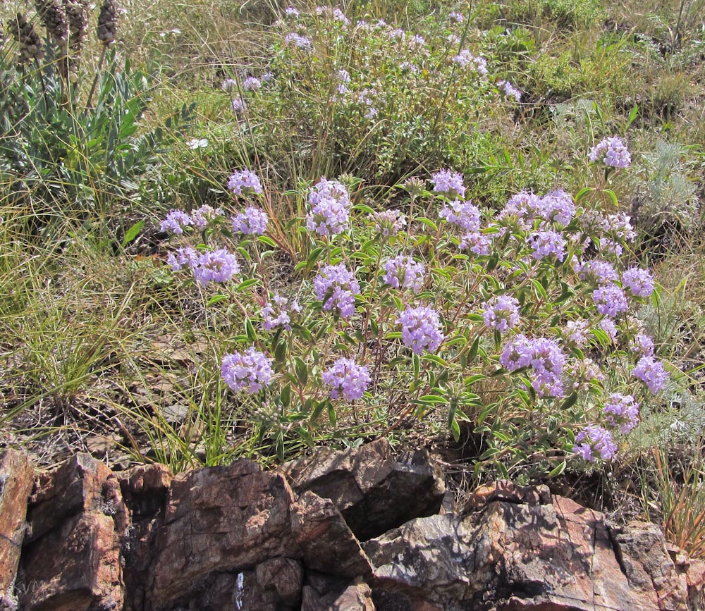 Image of Ziziphora clinopodioides specimen.