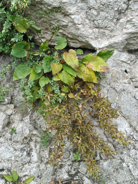 Image of Campanula ossetica specimen.