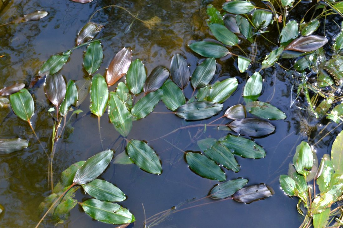 Image of Potamogeton nodosus specimen.