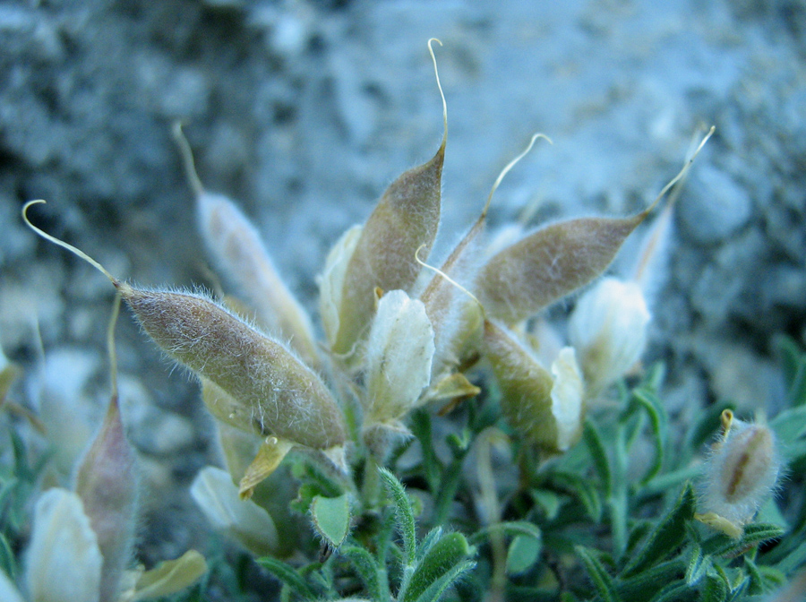 Image of Genista millii specimen.